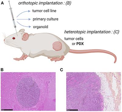 Emerging Challenges of Preclinical Models of Anti-tumor Immunotherapeutic Strategies Utilizing Vγ9Vδ2 T Cells